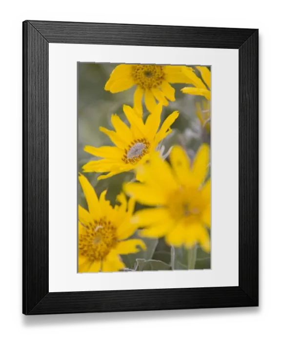 Framed Print : USA, North America, Montana Framed Print : USA, North America, Montana