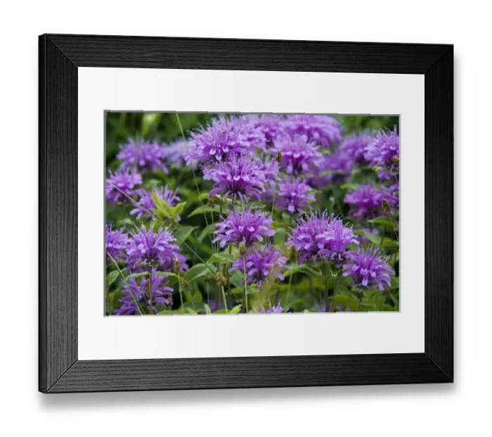 Framed Print : Bee balm aka Horsemint and Wild Bergamont Framed Print : Bee balm aka Horsemint and Wild Bergamont