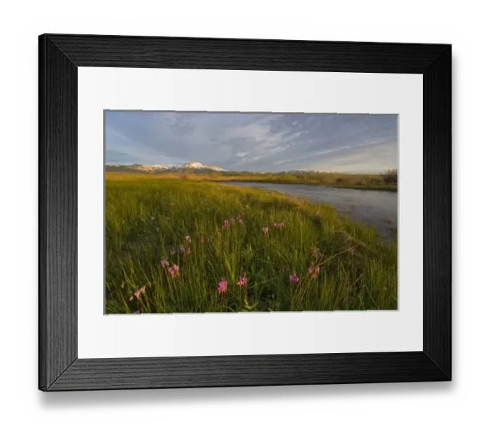Framed Print : Shooting Stars along the South Fork of Willow Creek with Ear and Choteau Mountains