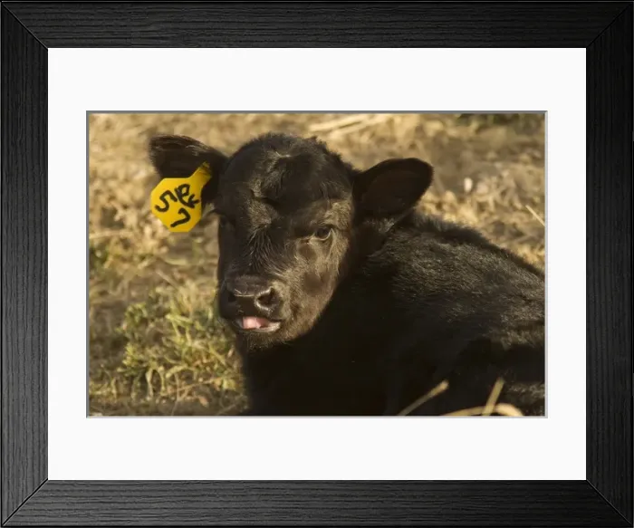 Framed Print : USA, North America, Montana