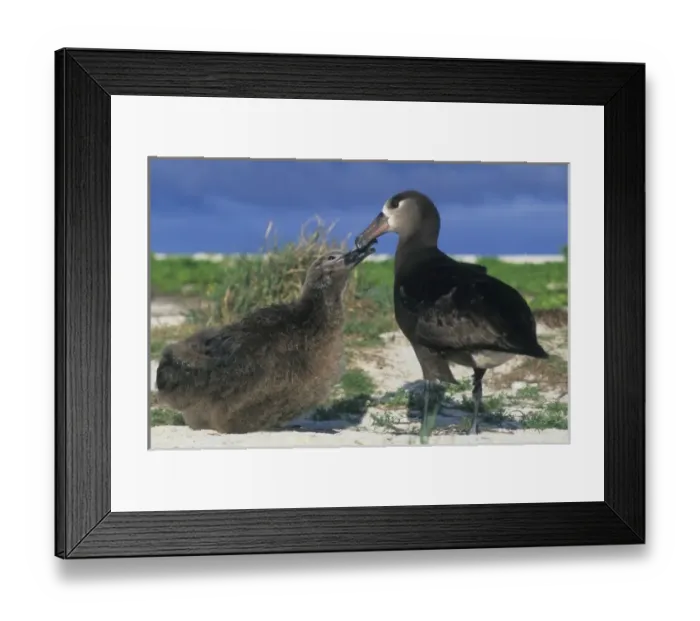 Framed Print : Black-footed Albatross (Diomedea nigripes) Feeding Chick, Midway Atoll, NW Hawaiian Islands Framed Print : Black-footed Albatross (Diomedea nigripes) Feeding Chick, Midway Atoll, NW Hawaiian Islands