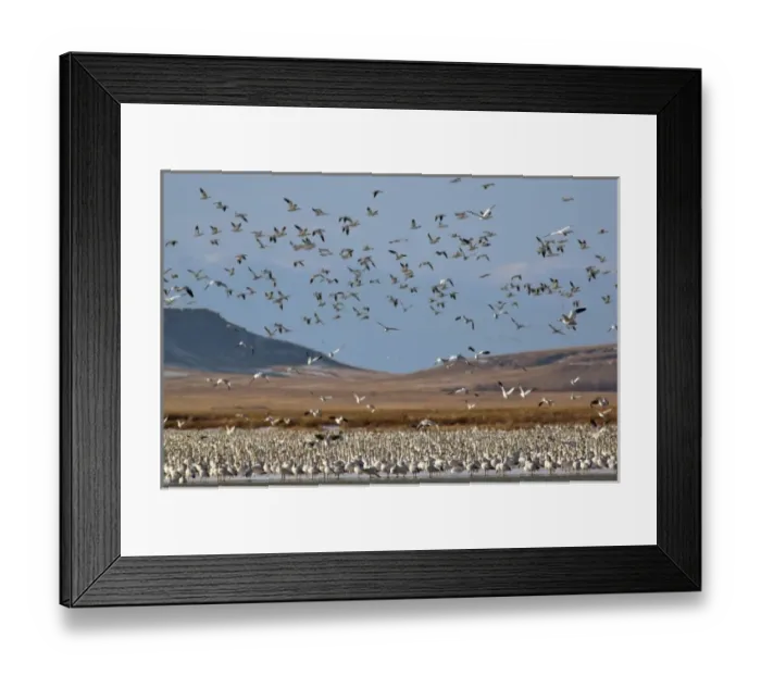 Framed Print : Snow geese in flight during spring migration along the Rocky Mountain Front at Freezeout Framed Print : Snow geese in flight during spring migration along the Rocky Mountain Front at Freezeout