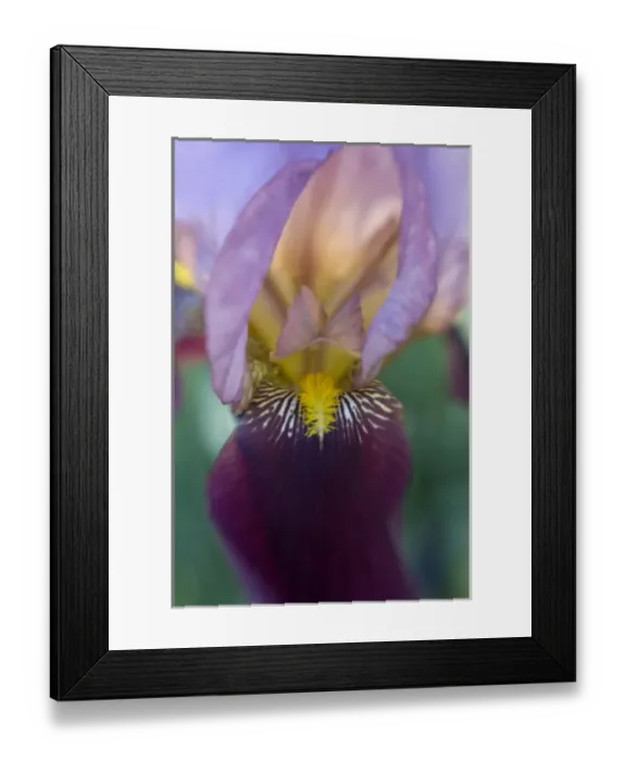 Framed Print : USA, Maine, Harpswell. Close-up of iris flower Framed Print : USA, Maine, Harpswell. Close-up of iris flower