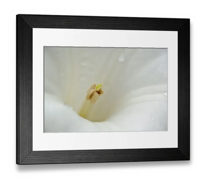 Framed Print : Close-up of flower stamen, Maine Framed Print : Close-up of flower stamen, Maine