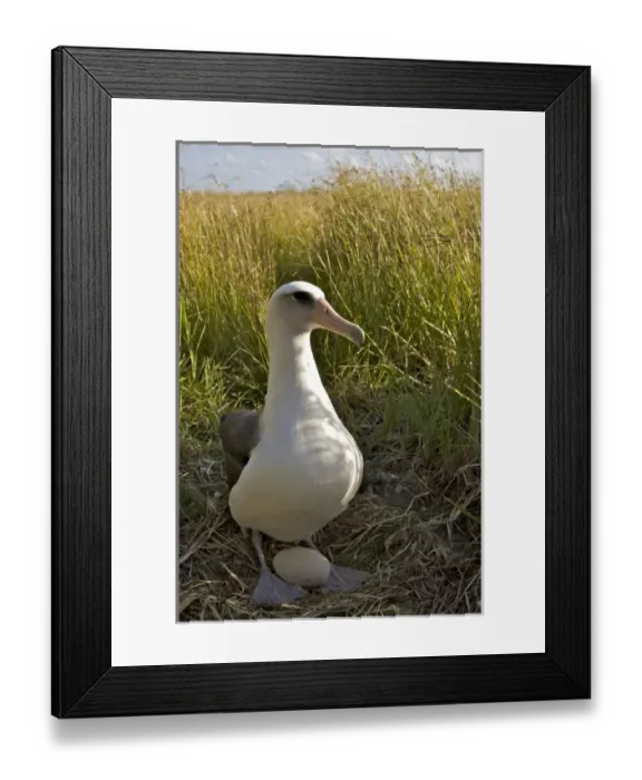 Framed Print : USA, North America, Hawaii