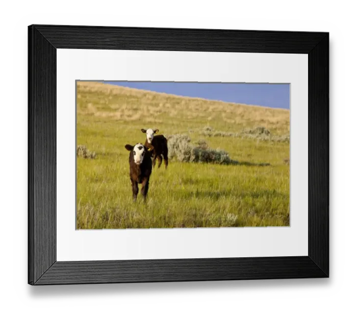 Framed Print : USA, North America, Montana