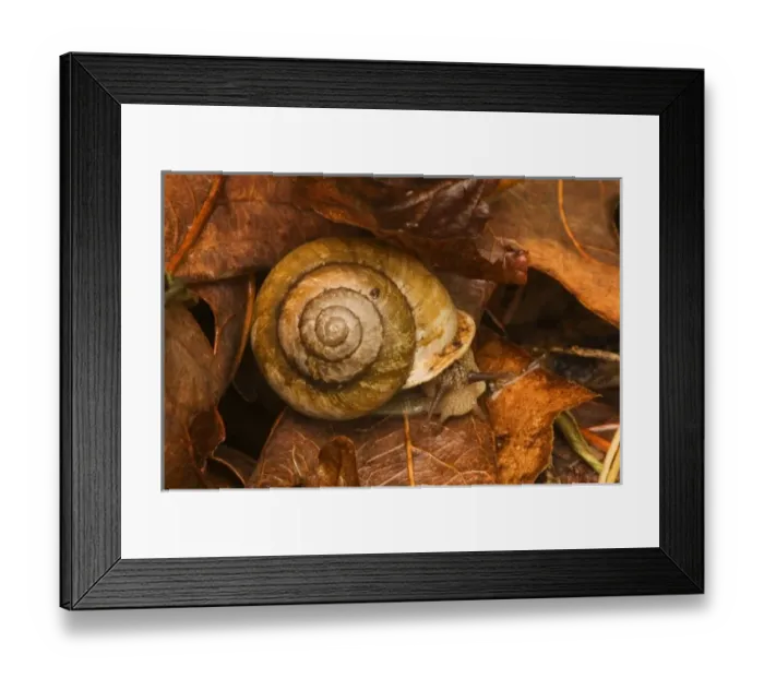 Framed Print : USA; Great Smoky Mountain NP; Snail in the Great Smoky MountainsNP Framed Print : USA; Great Smoky Mountain NP; Snail in the Great Smoky MountainsNP