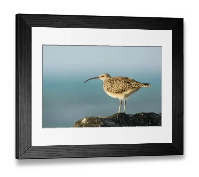 Framed Print : North America, Northwestern Hawaiian Islands, Midway Atoll. Bristle-thighed curlew