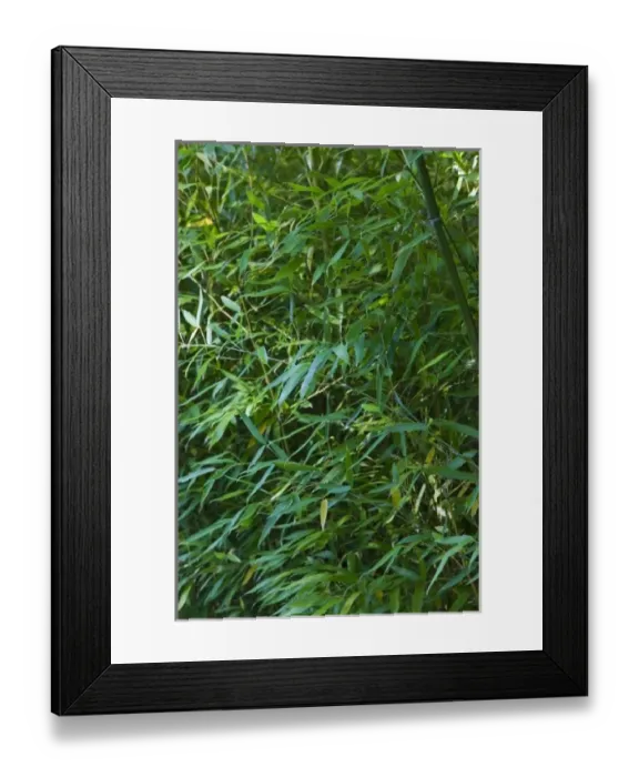 Framed Print : USA, MASSACHUSETTS, Chappaquiddick Island: Bamboo Forest  /  Mytoi Japanese Garden