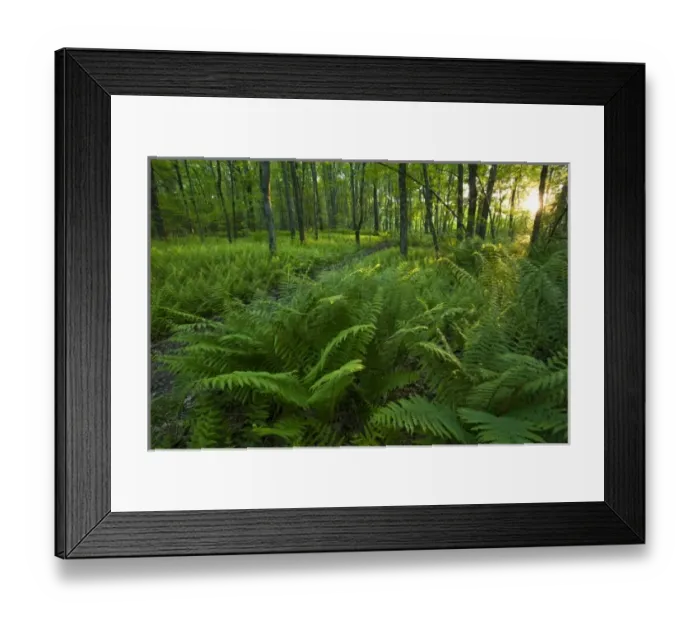 Framed Print : Ferns and a trail in Grafton, Massachusetts. Hassanamesitt Woods. Worceseter County Framed Print : Ferns and a trail in Grafton, Massachusetts. Hassanamesitt Woods. Worceseter County