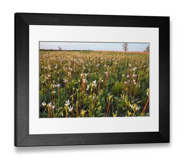 Framed Print : USA, North America, Illinois Framed Print : USA, North America, Illinois