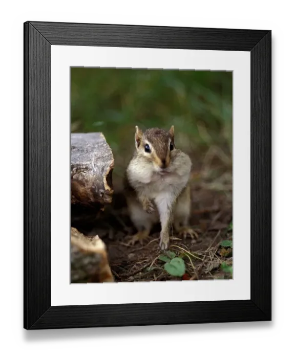 Framed Print : USA, Minnesota, Itasca State Park, Eastern Chipmunk Framed Print : USA, Minnesota, Itasca State Park, Eastern Chipmunk