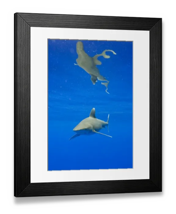 Framed Print : USA, Hawaii, Big Island, Underwater view of Oceanic White Tip Shark (Carcharhinus Framed Print : USA, Hawaii, Big Island, Underwater view of Oceanic White Tip Shark (Carcharhinus