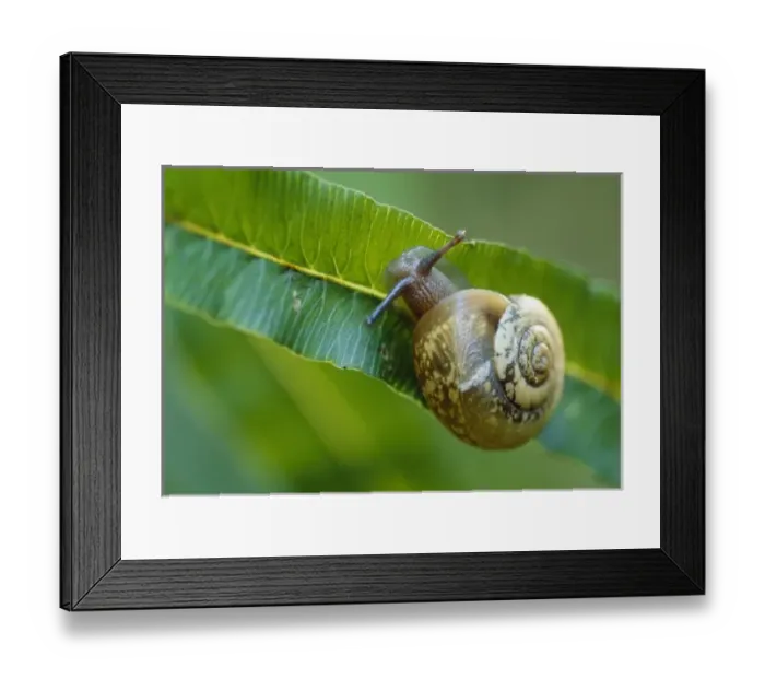 Framed Print : Snail, Mammoth Dome Sink Trail, Mammoth Cave National Park, Kentucky, KY, USA Framed Print : Snail, Mammoth Dome Sink Trail, Mammoth Cave National Park, Kentucky, KY, USA