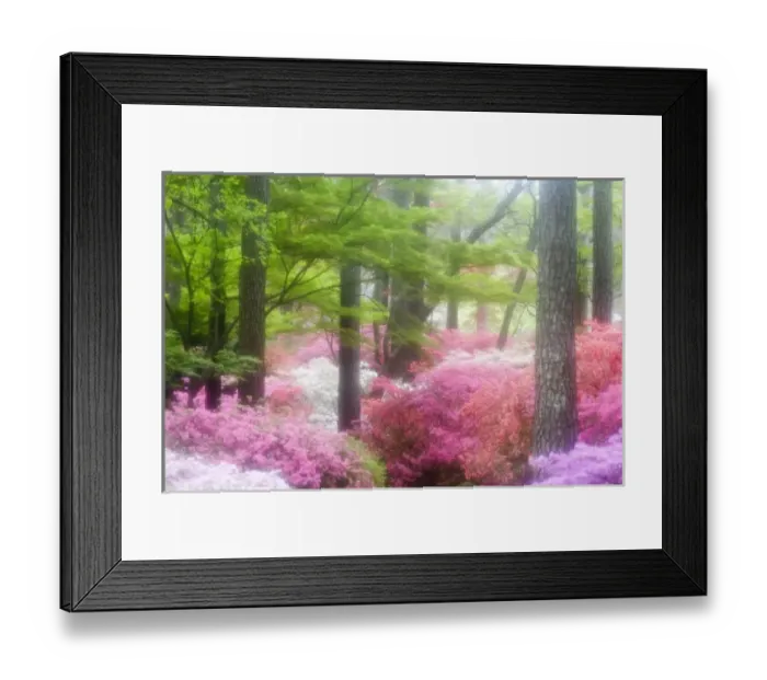 Framed Print : USA; Georgia; Pine Mountain. Azaleas at Callaway Gardens in the spring Framed Print : USA; Georgia; Pine Mountain. Azaleas at Callaway Gardens in the spring