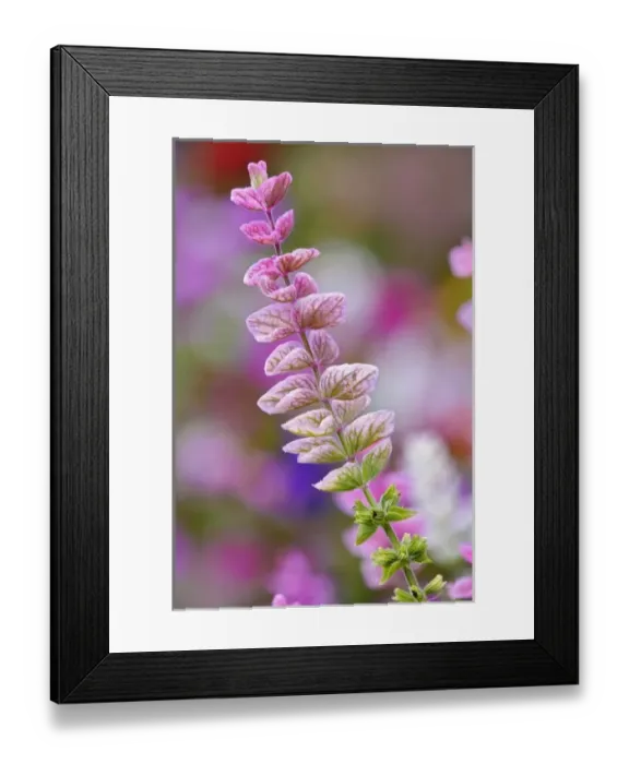 Framed Print : Single flower stem against out of focus background of flowers, Rockport, Maine Framed Print : Single flower stem against out of focus background of flowers, Rockport, Maine
