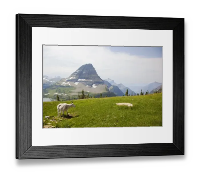 Framed Print : USA, Montana, Glacier National Park, above Logan Pass, Mountain Goat (Billy Goat)