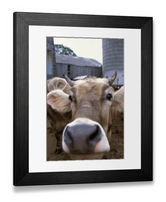 Framed Print : Hampton, NH. A Jersey cow at the Hurd Farm in Hampton, NH. Dairy Farm
