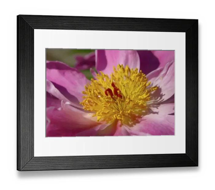 Framed Print : USA; Massachusetts; Reading; close-up of pink paeonie Framed Print : USA; Massachusetts; Reading; close-up of pink paeonie