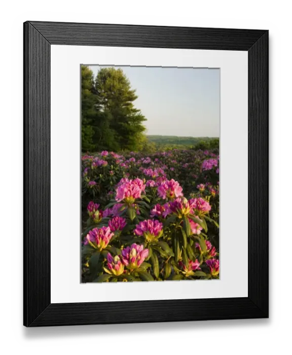 Framed Print : Rhododenrons bloom at a nursery in Hopkington, Massachusetts Framed Print : Rhododenrons bloom at a nursery in Hopkington, Massachusetts