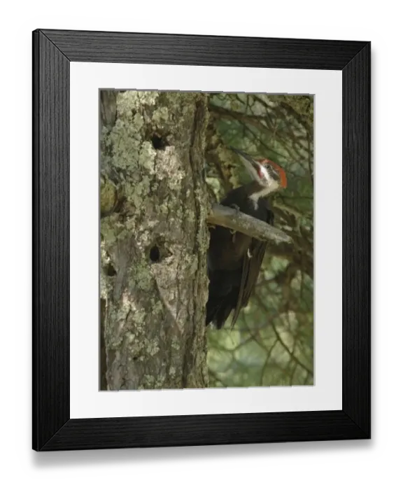 Framed Print : USA, North America, Minnesota Framed Print : USA, North America, Minnesota