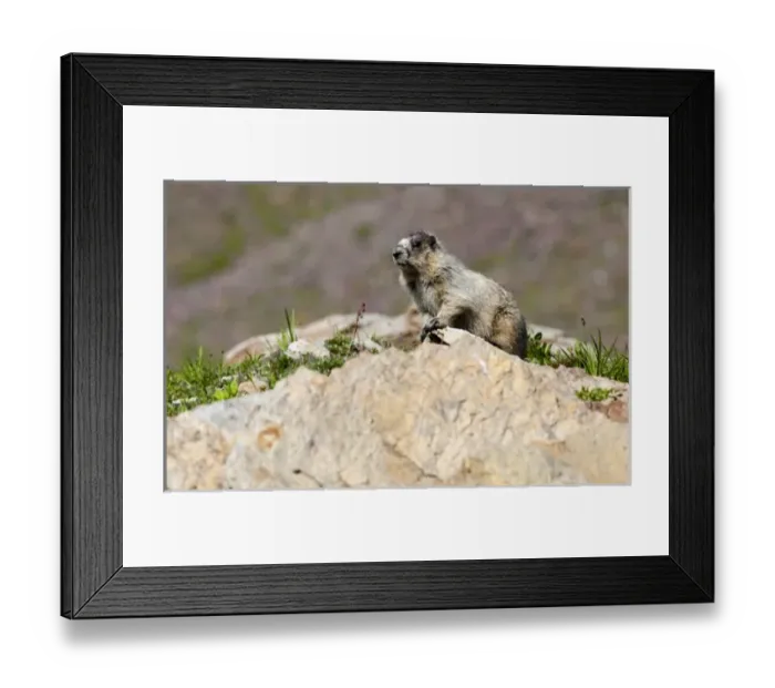 Framed Print : USA, Montana, Glacier National Park, Logan Pass, Hoary Marmot Framed Print : USA, Montana, Glacier National Park, Logan Pass, Hoary Marmot
