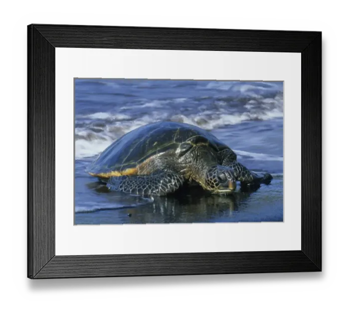 Framed Print : Hawaiian Green Sea Turtle, (Chelonia mydas), endangered, Punalu u Black Sand Beach, Hawaii