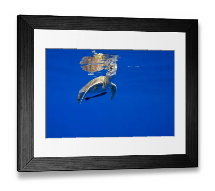 Framed Print : USA, Hawaii, Big Island, Underwater view of small endangered Green Sea Turtle (Chelonia Framed Print : USA, Hawaii, Big Island, Underwater view of small endangered Green Sea Turtle (Chelonia