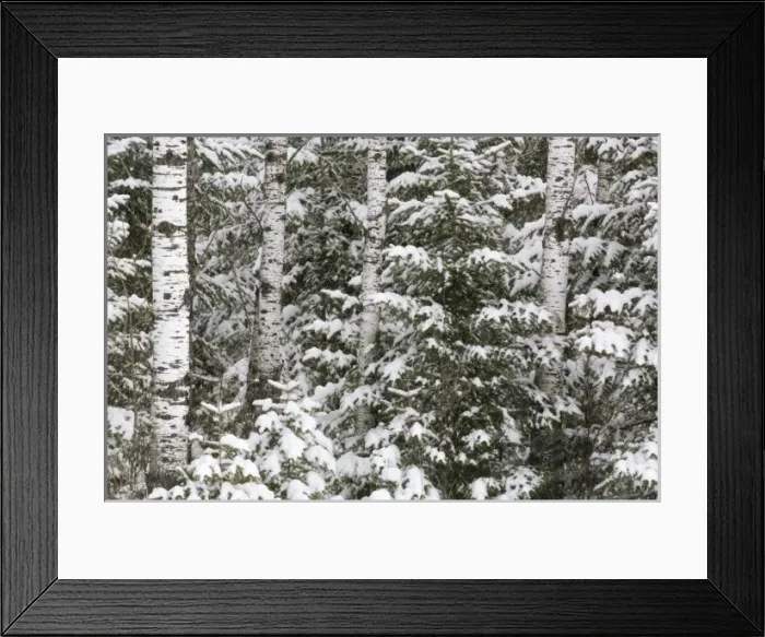 Framed Print : Birch and evergreen with fresh fallen snow, Voyageurs National Park, Minnesota, USA Framed Print : Birch and evergreen with fresh fallen snow, Voyageurs National Park, Minnesota, USA