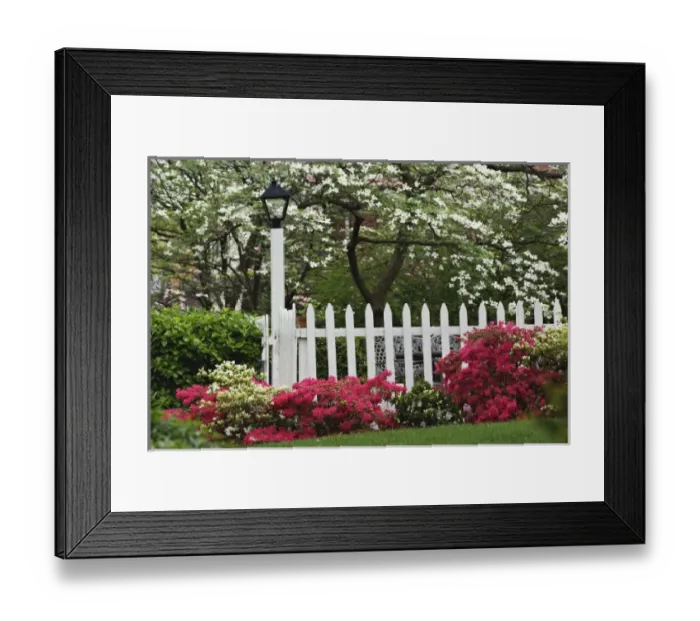 Framed Print : Pickett fence, azaleas, Flowering dogwood tree, and Lamp, Audubon neighborhood, Louisville Framed Print : Pickett fence, azaleas, Flowering dogwood tree, and Lamp, Audubon neighborhood, Louisville