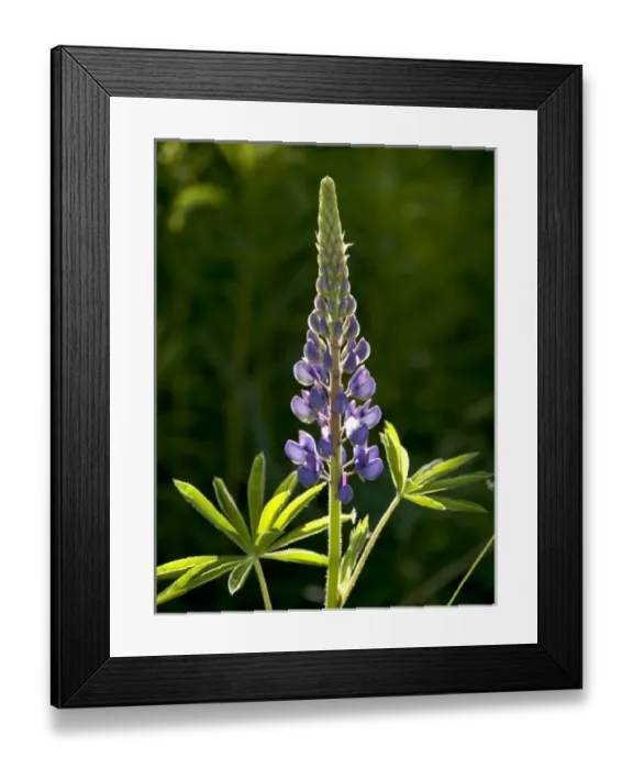 Framed Print : USA, North America, Maine