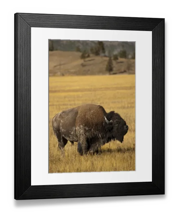 Framed Print : USA, North America, Montana Framed Print : USA, North America, Montana