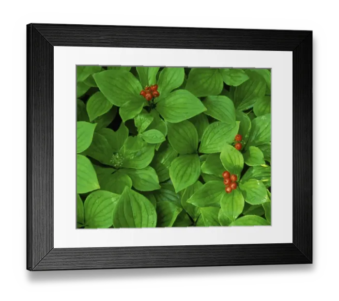 Framed Print : Bunchberry in fruit, Cornus canadensis, Boundary Waters Widerness Area, Minnesota Framed Print : Bunchberry in fruit, Cornus canadensis, Boundary Waters Widerness Area, Minnesota