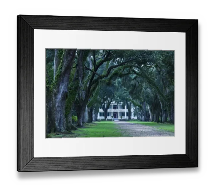 Framed Print : USA, Louisiana, St. Francisville. Rosedown Planatation, b. 1832, oak tree canopy driveway Framed Print : USA, Louisiana, St. Francisville. Rosedown Planatation, b. 1832, oak tree canopy driveway
