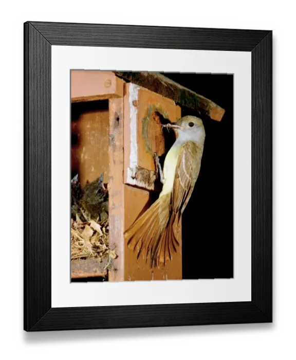 Framed Print : USA, North America, Minnesota