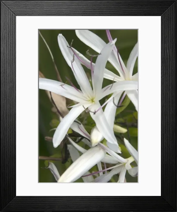 Framed Print : USA, Hawaii, Kauai, Giant Spider Lily. (RF) Framed Print : USA, Hawaii, Kauai, Giant Spider Lily. (RF)