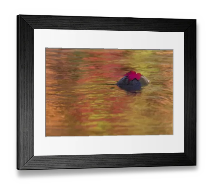 Framed Print : Red Maple leaf on rock in Swift River, White Mountain National Forest, New Hampshire Framed Print : Red Maple leaf on rock in Swift River, White Mountain National Forest, New Hampshire