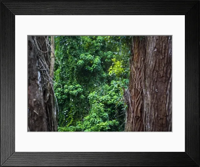 Framed Print : USA, Hawaii. A tropical rain forest draws you in for exploring