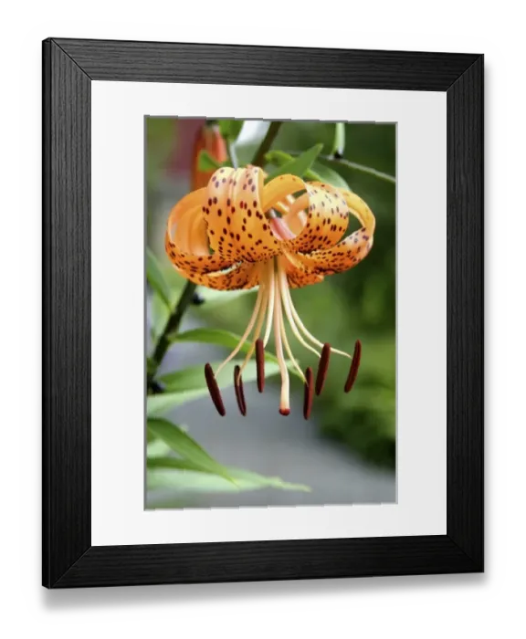 Framed Print : USA, North America, Massachusetts Framed Print : USA, North America, Massachusetts