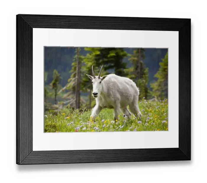 Framed Print : Unknown. MT, Glacier National Park, above Logan Pass, Mountain Goat Framed Print : Unknown. MT, Glacier National Park, above Logan Pass, Mountain Goat