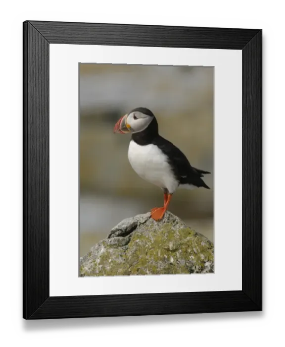 Framed Print : USA, North America, Maine Framed Print : USA, North America, Maine