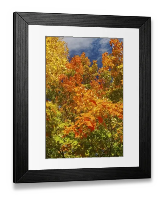 Framed Print : North America, USA, Massachusetts, Shelburne. Bright autumn foliage against the blue sky