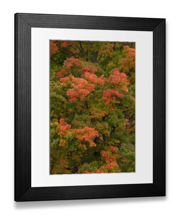 Framed Print : USA, Michigan, Upper Peninsula. Red maple tree in brilliant autumn colors Framed Print : USA, Michigan, Upper Peninsula. Red maple tree in brilliant autumn colors