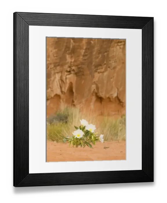 Framed Print : Valley of Fire near Overton Nevada, Aztec, navaho Sandstone, Dwarf evening Primrose