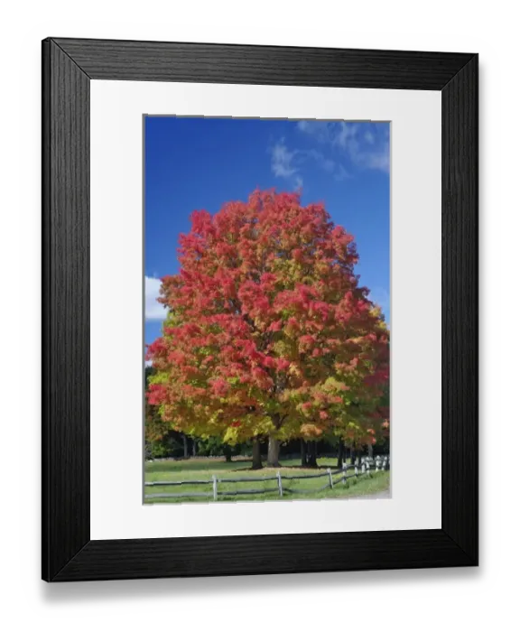 Framed Print : Red Maple tree in autumn colors, near Concord, Massachusetts Framed Print : Red Maple tree in autumn colors, near Concord, Massachusetts