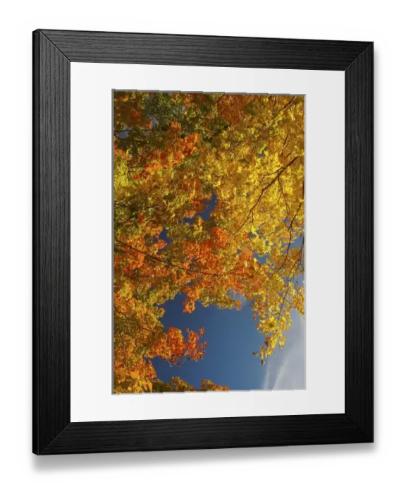 Framed Print : North America, USA, Massachusetts, Shelburne. Bright autumn foliage against the blue sky