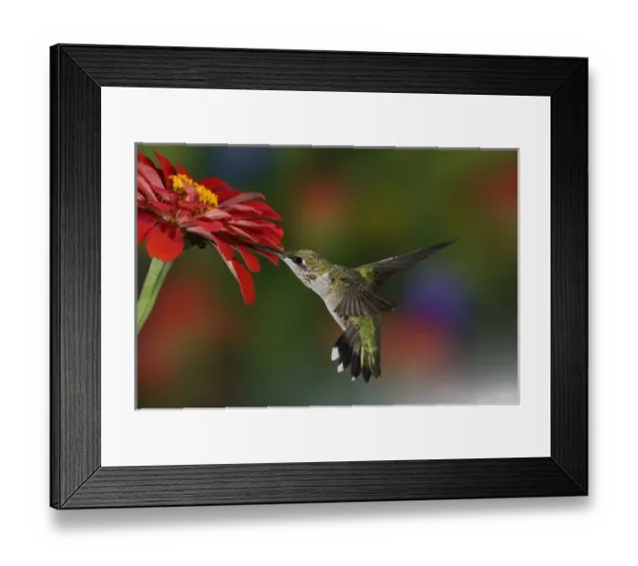 Framed Print : Female Ruby-throated Hummingbird feeding on flower, Louisville, Kentucky Framed Print : Female Ruby-throated Hummingbird feeding on flower, Louisville, Kentucky