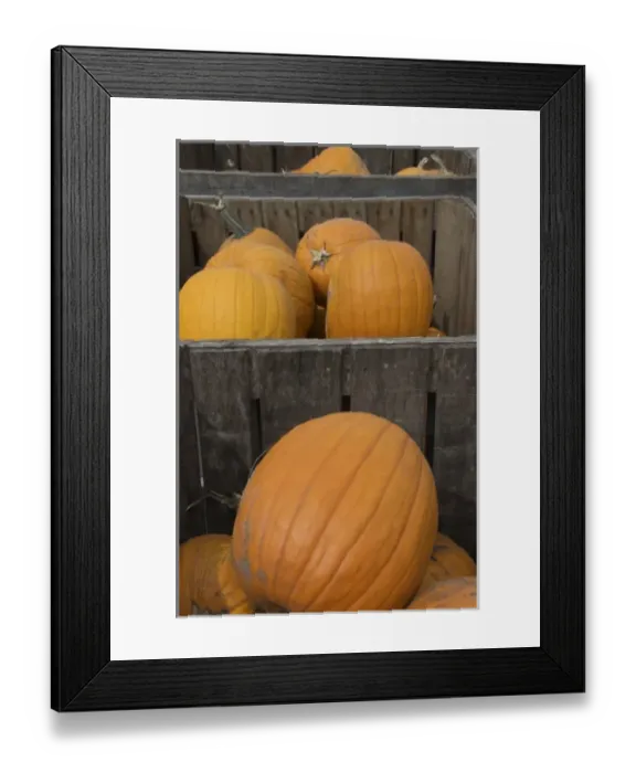 Framed Print : USA, New England, Massachusetts, Natick, Lookout Farm, pumpkins in wooden bins Framed Print : USA, New England, Massachusetts, Natick, Lookout Farm, pumpkins in wooden bins