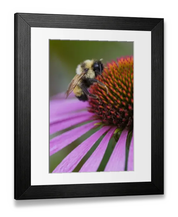 Framed Print : Bumble bee on aster, New Hampshire, Bombus sp