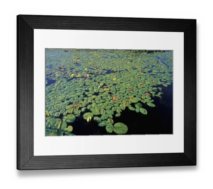 Framed Print : USA, North America, Maine